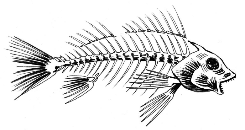 esqueleto de un pez