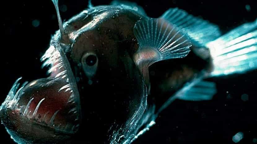 Características del pez linterna
