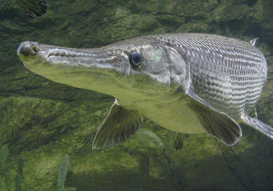 Características del pez cocodrilo